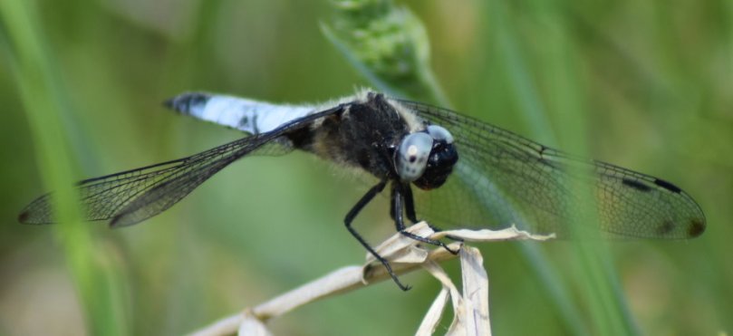 So ist es auch ein Paradies für Libellen,. Diese hat mich eine Zeitlang auf meiner Wanderung begleitet.