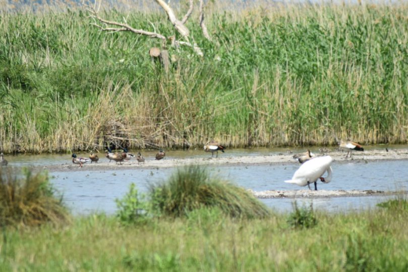 Idyllisch scheint der See, ein Höckerschwan putzt sich, die Stockenten laufen durch die Gegend. Doch der Schein trügt...
