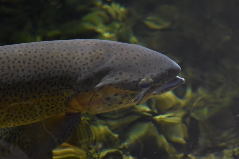 Doch nicht nur auf dem Wasser tobte das Leben, auch unter Wasser war einiges los. Hier eine Forelle.