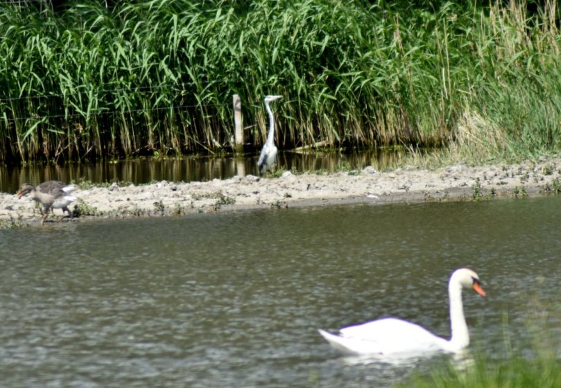 Ein Stück entfernt lässt sich der Graureiher nicht aus der Ruhe bringen.