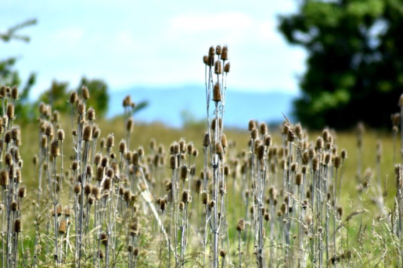 Wilde Karde, im Hintergrund die Bergstraße