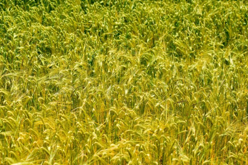 Naturkunst - ein Getreidefeld im Wind.