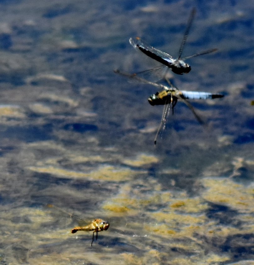 Und auch bei den Libellen gehts zur Sache. Die Plattbauch-Männchen kämpfen erbittert um das Weibchen unten.