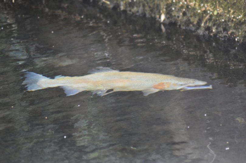 Nicht schlecht: Ein Hecht! - Zumindest wenn mich nicht alles täuscht.