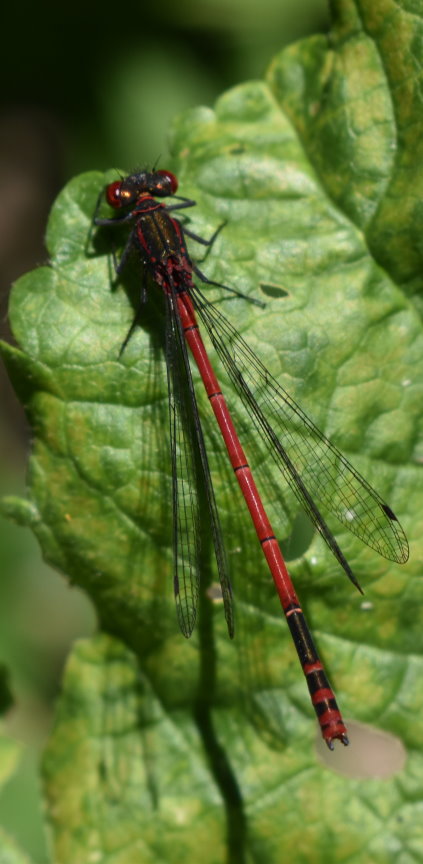 Die Frühe Adonislibelle