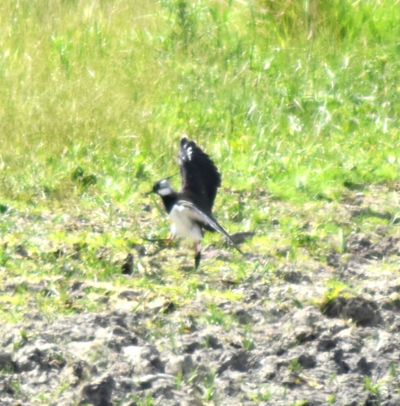 Und nun der Vogel des Jahres 1996. Das ist schon etwas länger her, damals gab es noch mehr Tiere seiner Art. Heute ist er vom Aussterben bedroht!