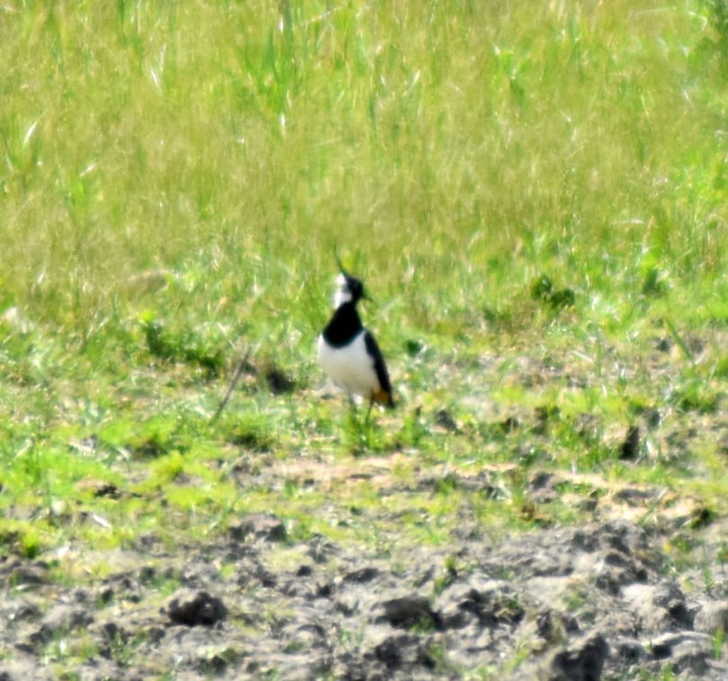 Der Kiebitz schaut sich um...