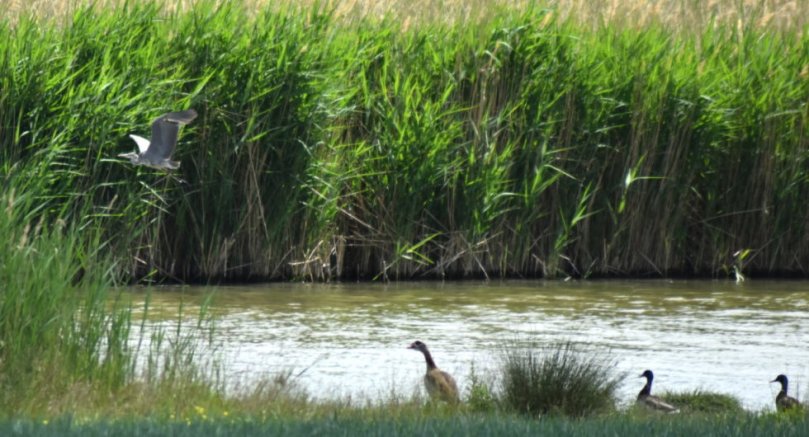 Gans trifft Graureiher