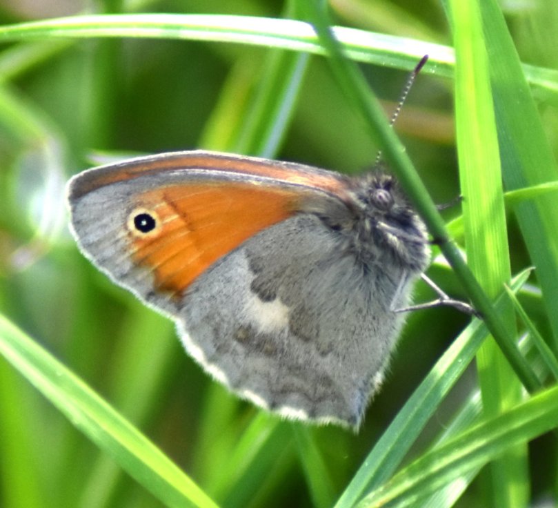 Ein Kleines Ochsenauge - der eine Fleck verrät, es ist ein Männchen, An diesem Fläch befinden sich Schuppen, die Sexual-Lockstoffe aussenden.