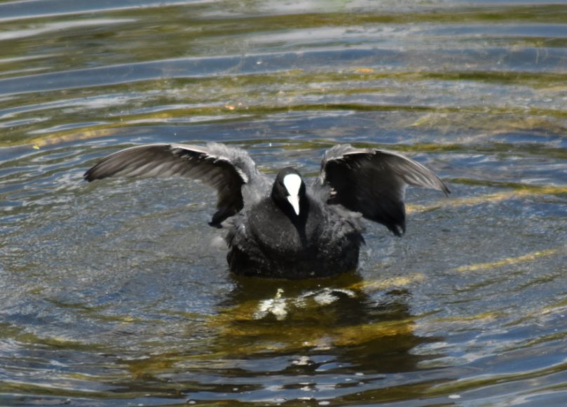 Ein Blässhuhn beim Baden