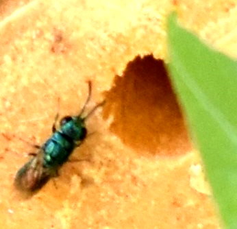 Eine Goldwespe lauert am Wildbienenhotel nach einer Möglichkeit, ihre Eier in fremde Nisthöhlen abzulegen.