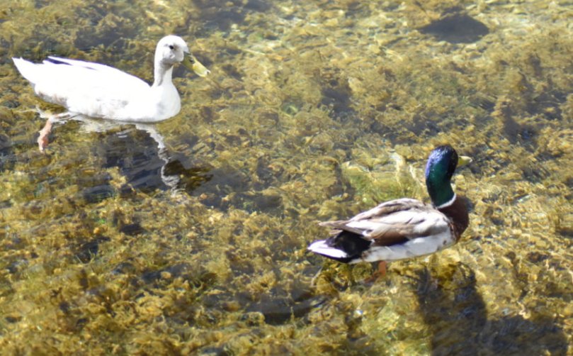 Stockenten in der Seebach