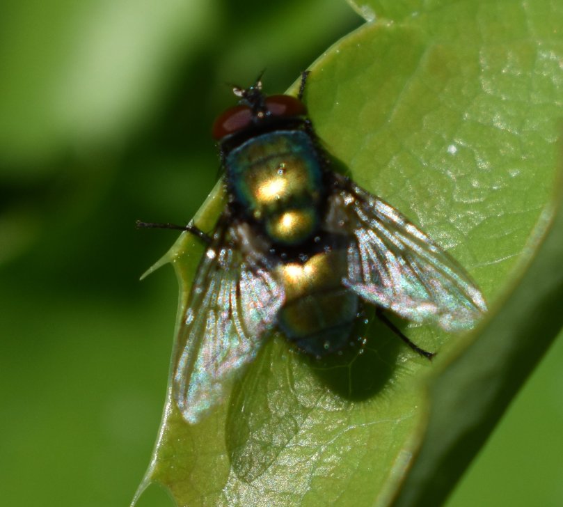 Die Kaisergoldfliege