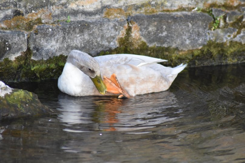 Hier ein "Grünschnabel"