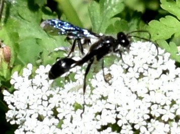 Wahrscheinlich eine Schwarze Wespe