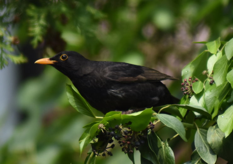Amselmännchen am Efeu