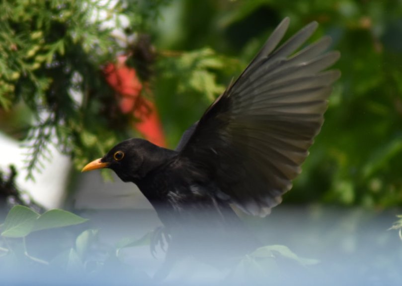Amselmännchen im Flug