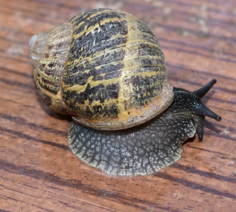 Baumschnecke2