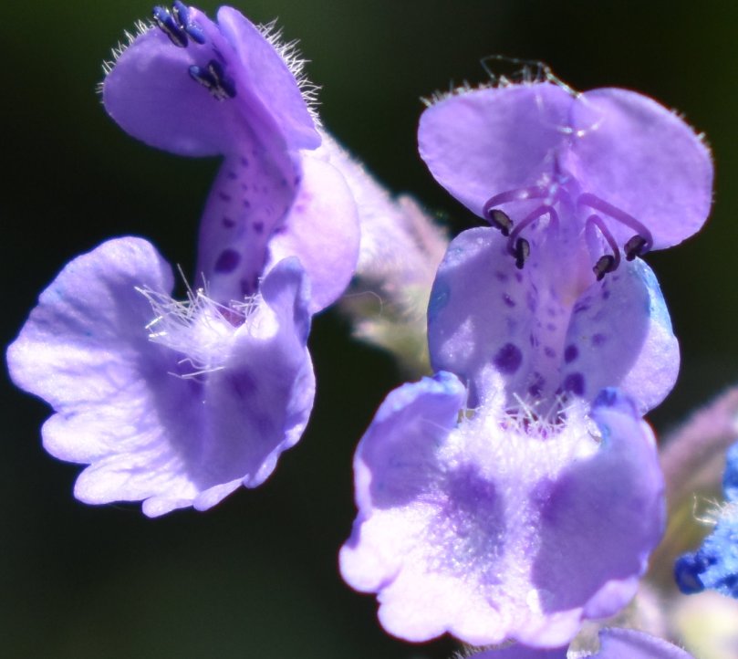 Darauf fliegt die Biene: Traubige Katzenminze