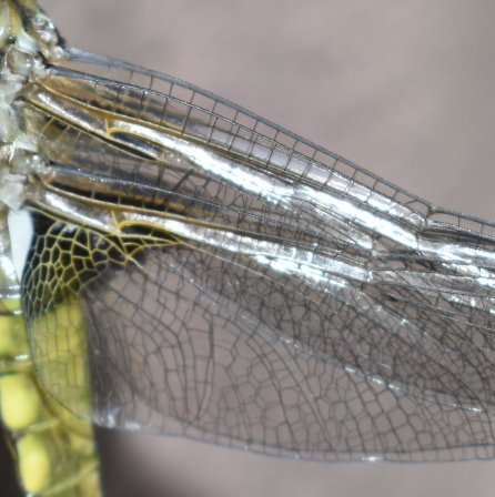Man sieht hier deutlich die Kanäle, die am Ende ausgehärtet den Flügeln der extrem wendigen und schnellen Jagdinsekten eine verblüffende Stabilität verleihen. 