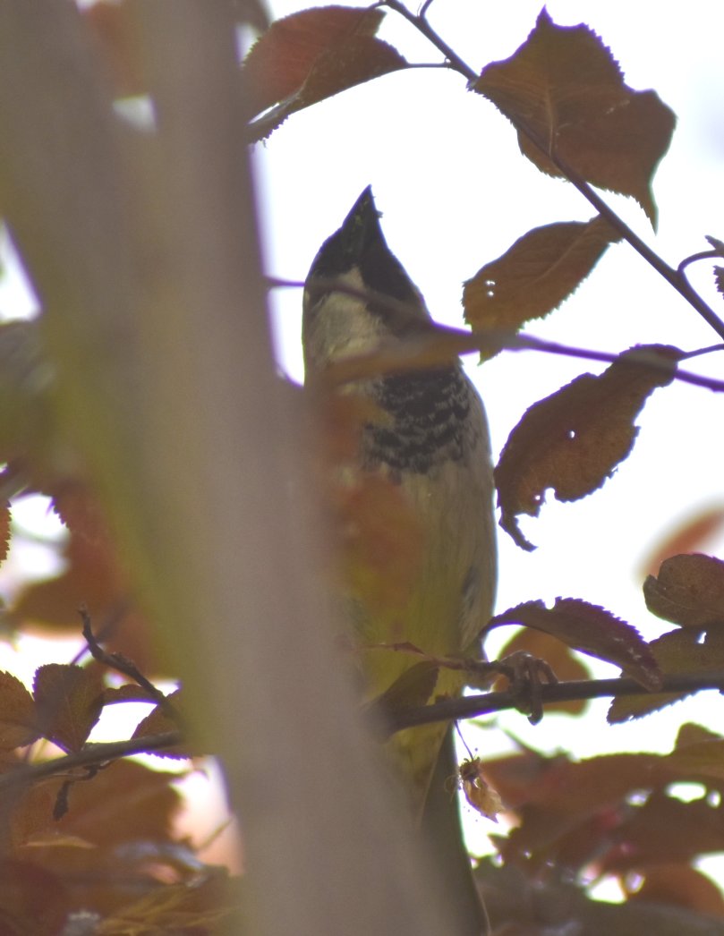 Gartenhelfer frisst Blattläuse