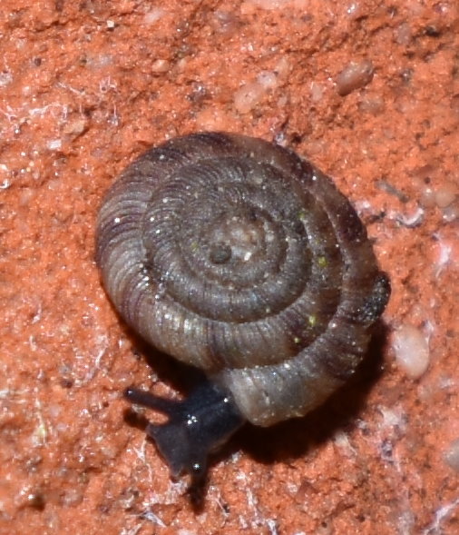 Gefleckte Schlüsselschnecke