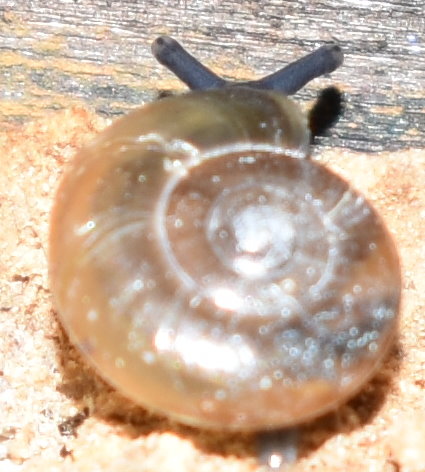 Glanzschnecke