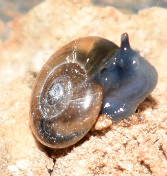 Glanzschnecke