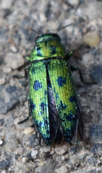 Grüner Wachholder-Prachtkäfer
