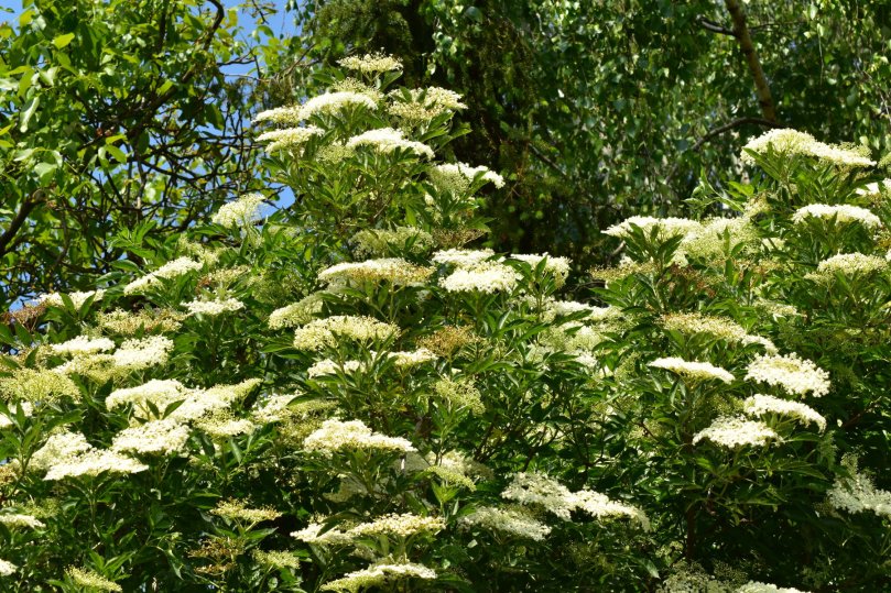 Der Holunder steht in voller Blüte. Er dient jetzt schon den Insekten als Nektarquelle. Man kann allerdings auch die Blüten selbst nutzen. Beispielsweise schmecken mit Ei gebackene Blütenrispen sehr lecker. Auch Tee kann man natürlich aus den Blüten herstellen. Dieses Jahr hängen die Holunder-Sträucher extrem voll, daher wird es auch wahrscheinlch viele Beeren geben. Auch der Feuerdorn steht praktisch komplett in Blüte. Seine Beeren dienen, wie die des Holunders, den Vögeln später im Jahr als Futterquelle.