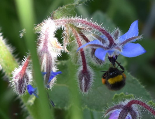 Die Hummel klammert sich an den Borretsch