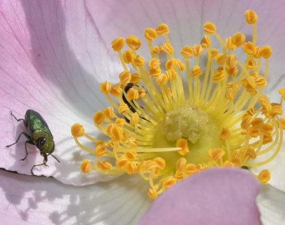 Ein Käfer im Buschwindröschen war da schon fotogener.