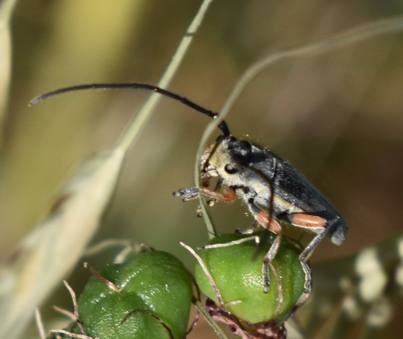 Und auch bei diesem kleinen Käfer ist mein Käferwissen noch nicht groß genug.