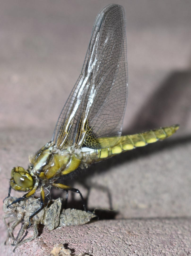 Nachdem sie ihre Flügel mit Flüssigkeit aufgepumpt hat, wartet sie, bis die Sonne sie trocknet. Dann härten die Flügel aus und sie ist bereit auf die Jagd zu gehen: Die Libelle