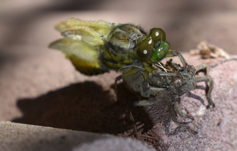 Sieht immer noch nach einem kleinen grünen Männchen aus...