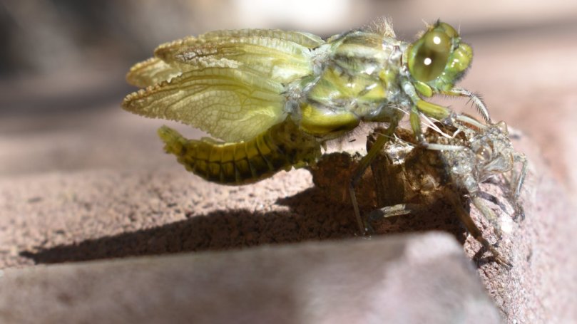 ...und großen Augen. Aber so langsam lässt sich ahnen, was da zu sehen ist...