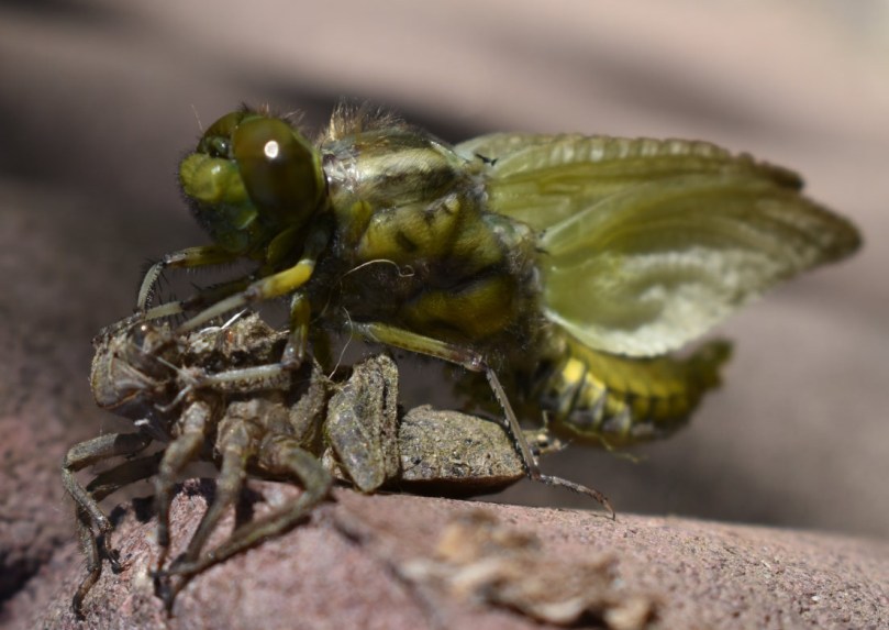 Geschlüpft wahrscheinlich in der letzten Nacht