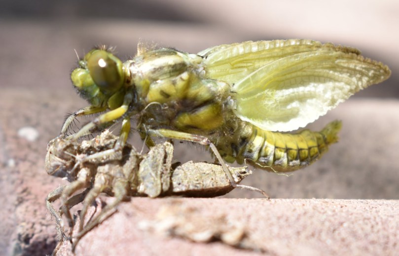 Als Larve hat sie viele Monate im Wasser verbracht, den Winter überdauert...