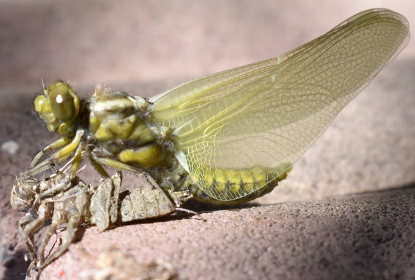 Und nun entfaltet sie sich nach und nach...