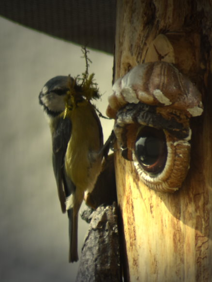 Nach einige Hin- und Her beginnt sie nun Moos zu sammeln.