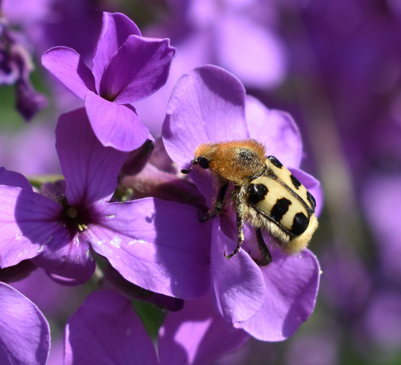 Der hatte aber schon genug Nektar aufgenommen...