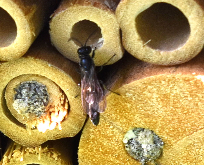 Schlupfwespe am Wildbienenhotel