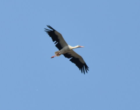 Schwarzstorch über meinem Garten