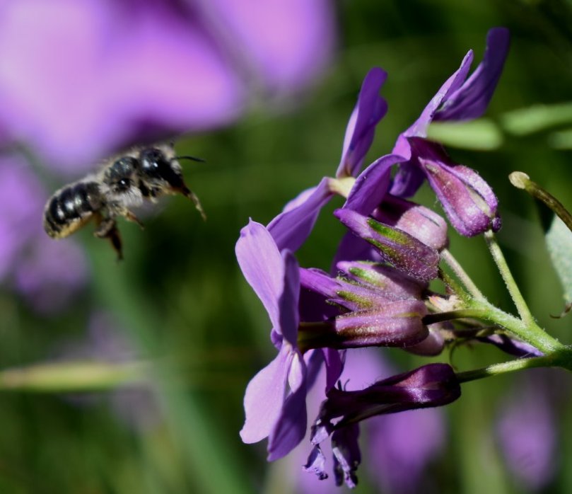 Auch eine Wildbiene "fliegt" auf den kleinen aber feinen Blühstreifen.