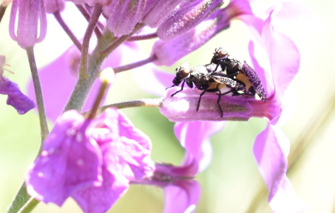 Hier noch zwei Fliegen in eindeutiger Haltung... ;-)
