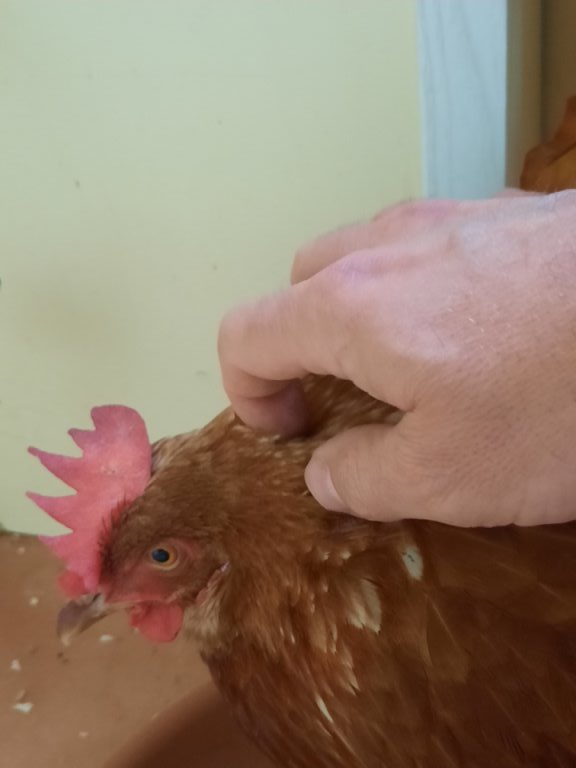 Ganz viele Streicheleinheiten