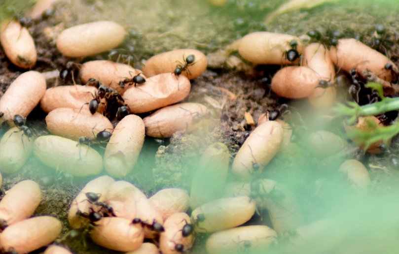 Ein Stück weiter fand ich dann Müll in der Landschaft, wollte ihn mitnehmen und legte das hier frei. Ameisen, versuchten, ihren Nachwuchs in Sicherheit zu bringen und ihn zu verteidigen. Das war nicht nötig, denn ausnahmsweise legte ich den Müll vorsichtig zurück.