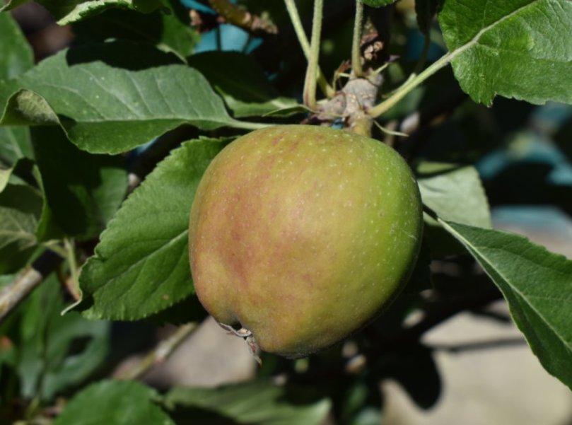 Auf mich wirken die Äpfel für Ende Juni relativ dick. Macht sich hier auch schon der Klimawandel bemerkbar? - Die Natur ist momentan in ihrer jahreszeitlichen Entwicklung allgemein sehr weit voraus.