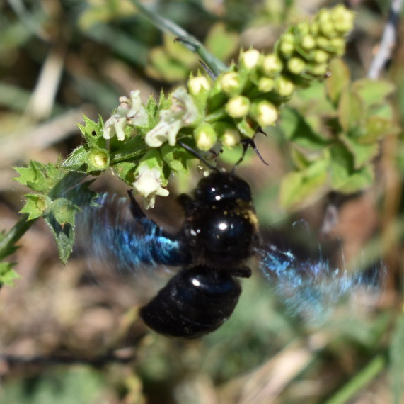 Eine Blaue Holzbiene sah ich beim Aufstieg.