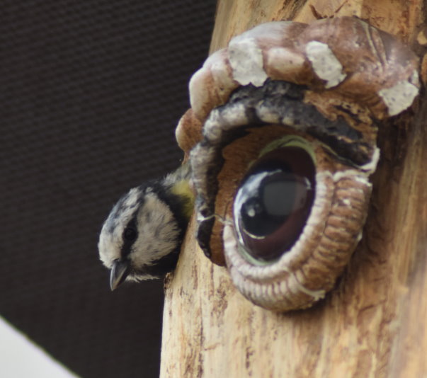 Kleine Blaumeise schaut aus der Baumhöhle